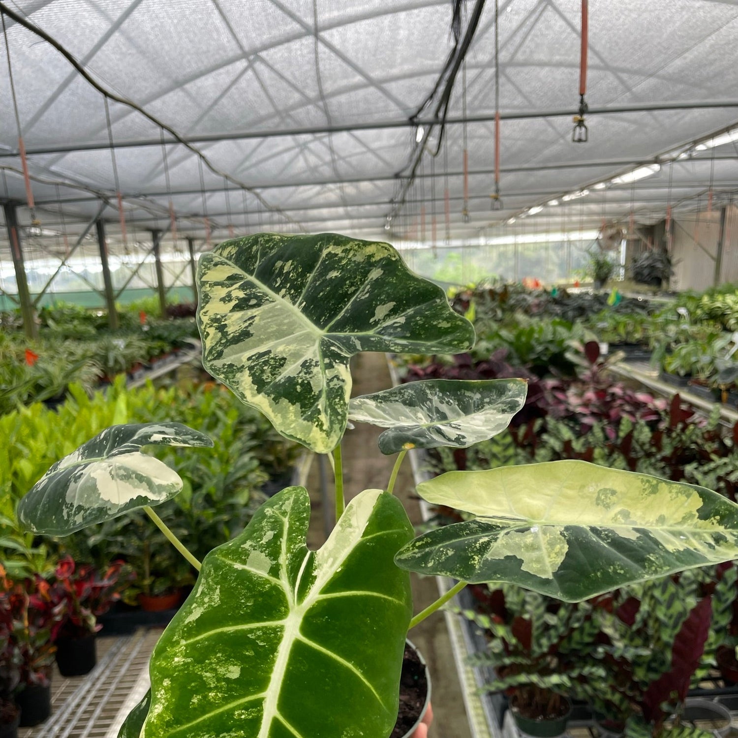 Alocasia Micholitziana 'Frydek' Variegated