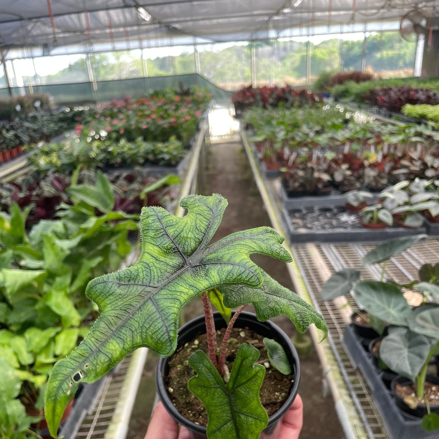Alocasia 'Jacklyn'