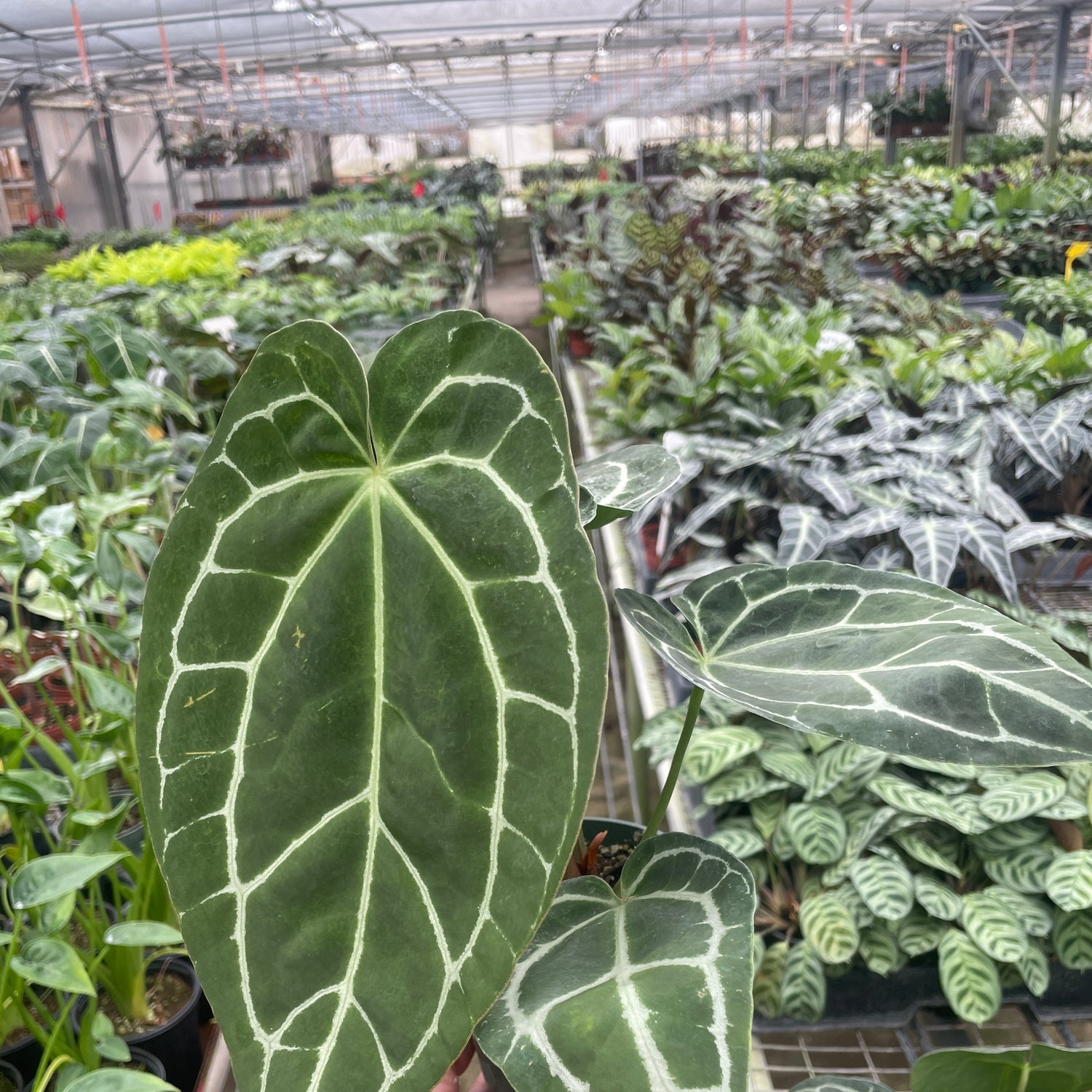 Anthurium Crystallinum
