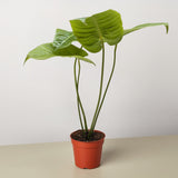 Anthurium 'Veitchii'