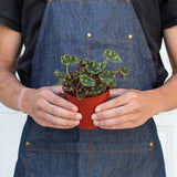 Begonia Tiger Paws - 4" Pot