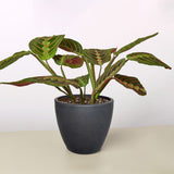 Maranta 'Red Prayer'