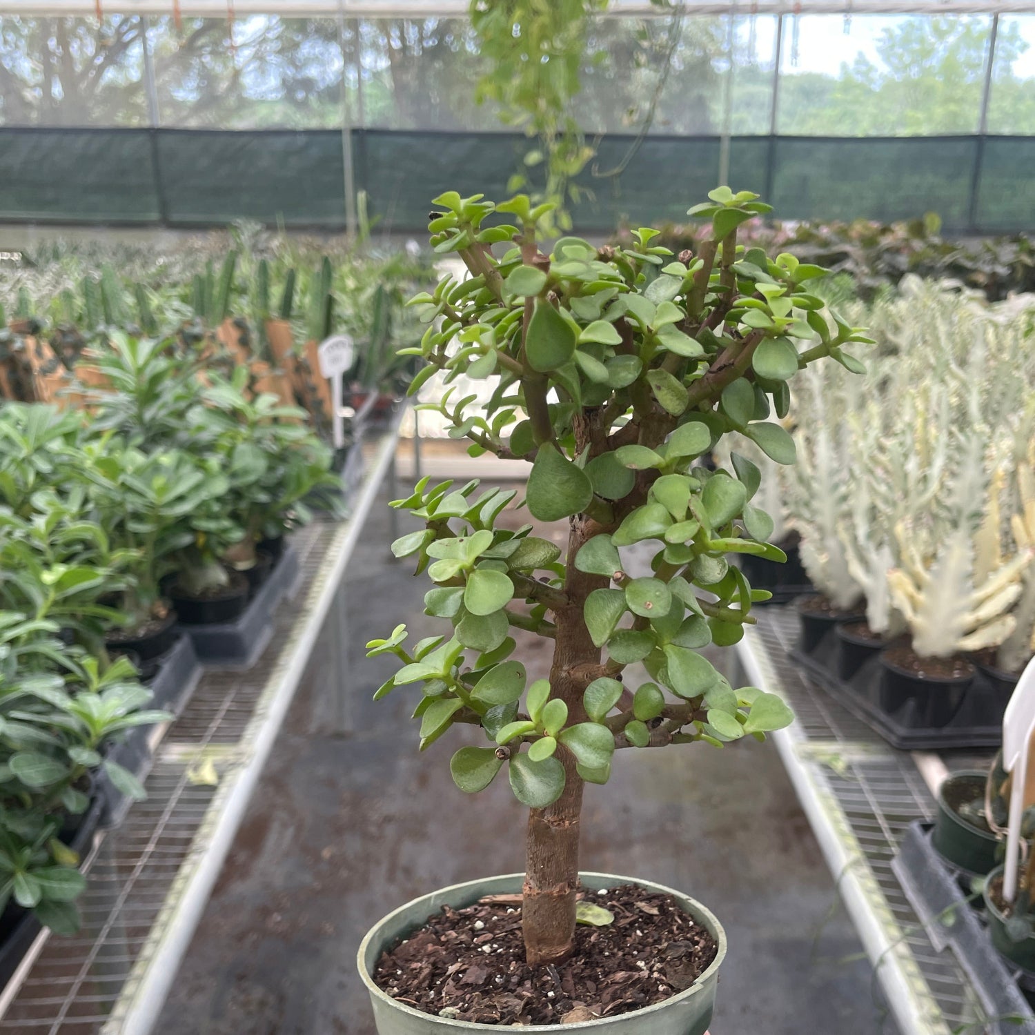 Bonsai Jade Dwarf Green
