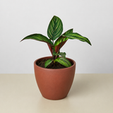 Calathea 'Beauty Star'