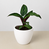 Calathea 'Beauty Star'
