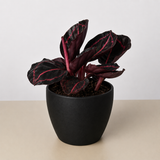 Calathea 'Dottie'