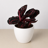 Calathea 'Dottie'