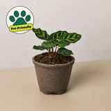 Calathea 'Makoyana'
