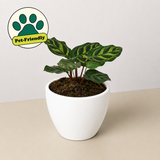 Calathea 'Makoyana'