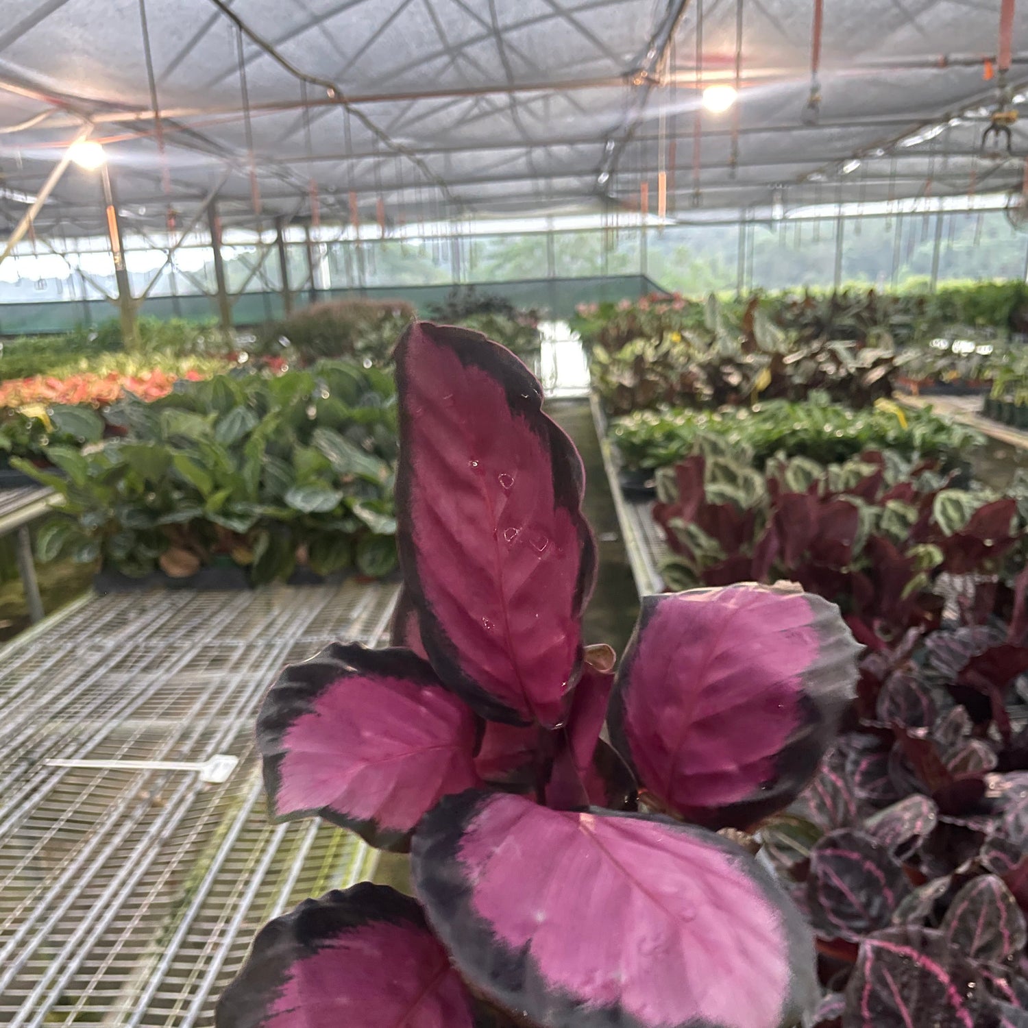 Calathea 'Purple Rose'
