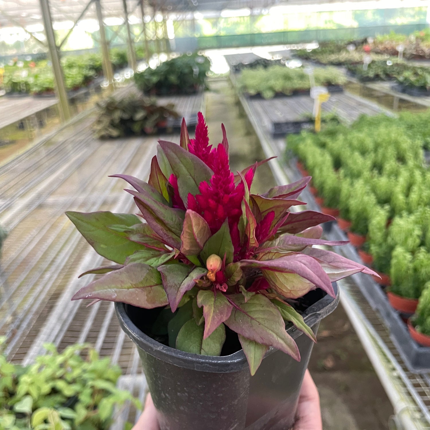 Celosia