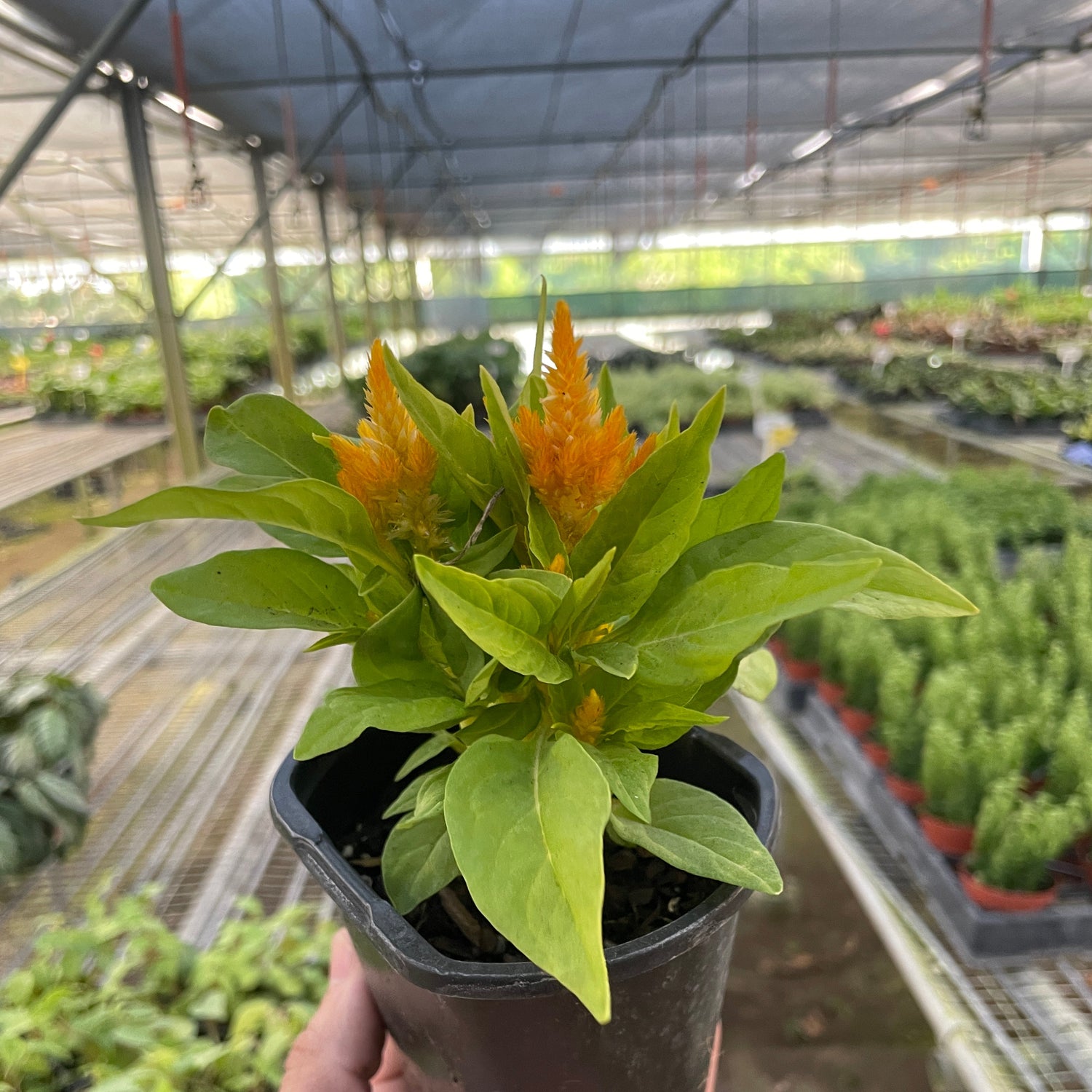 Celosia