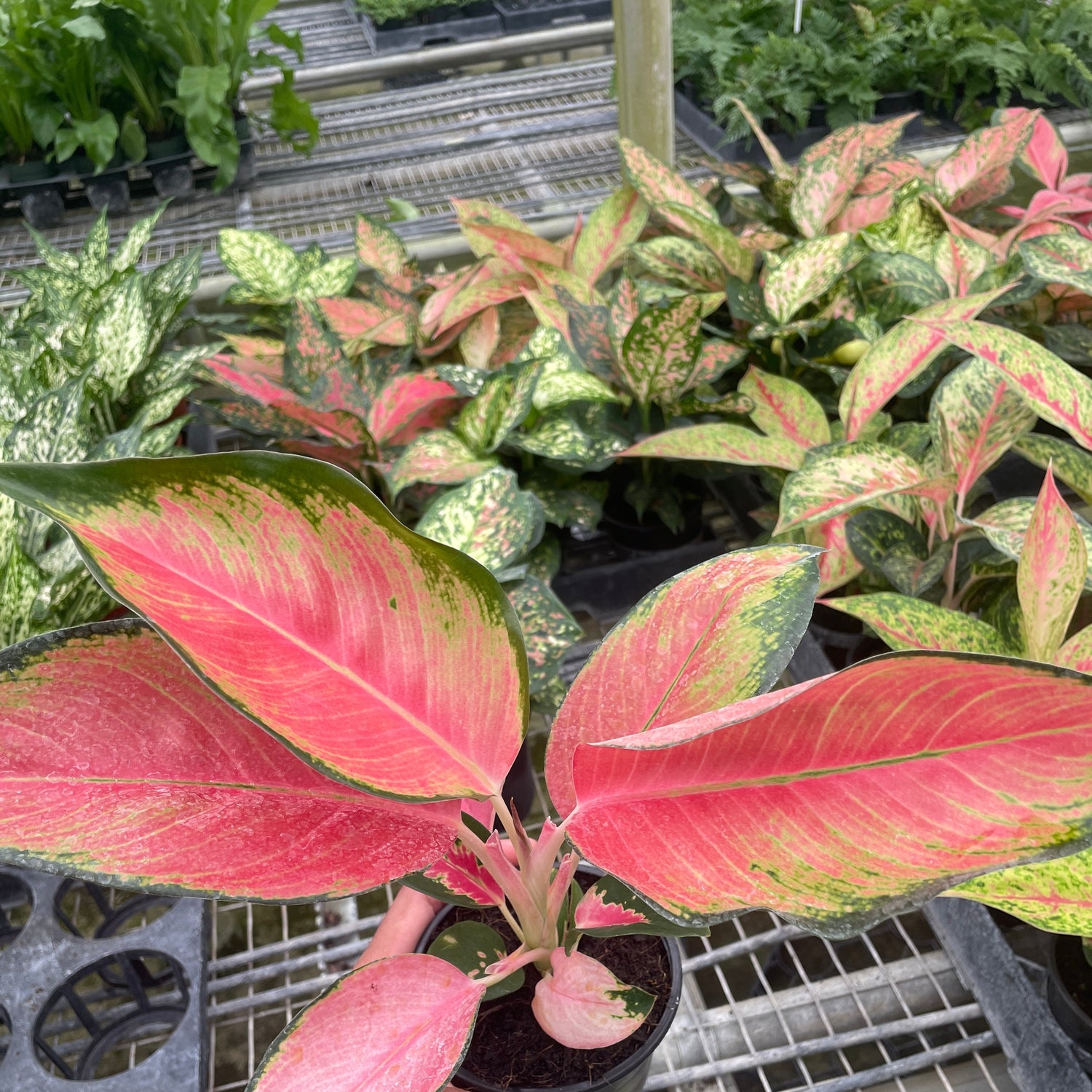 Chinese Evergreen 'Pink Pearl'