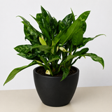 Chinese Evergreen 'Maria'
