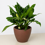 Chinese Evergreen 'Maria'