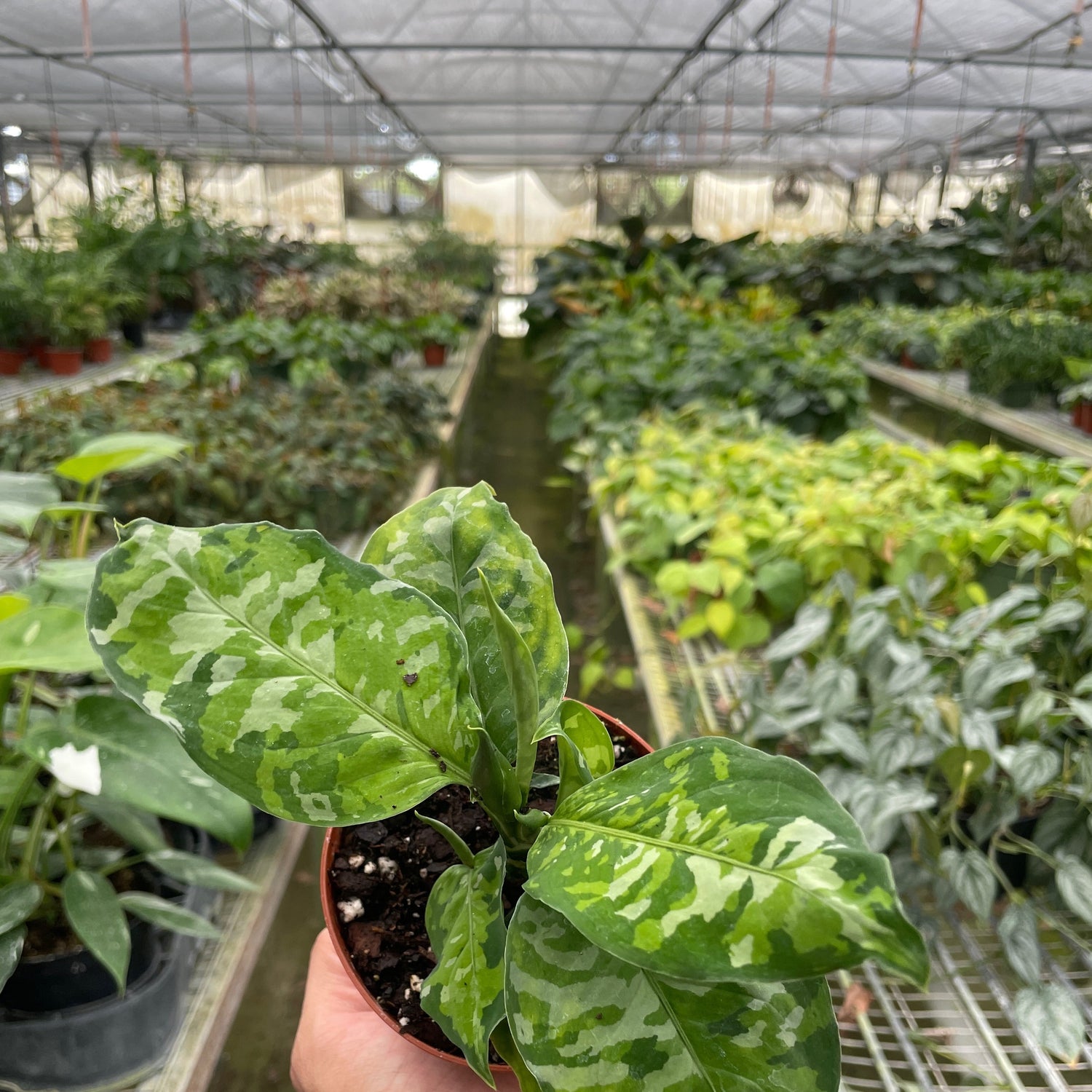 Chinese Evergreen Pictum Tricolor