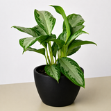 Chinese Evergreen 'Silver Bay'