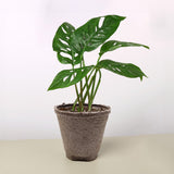 Monstera Adansonii 'Swiss Cheese'