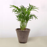 Parlor Palm
