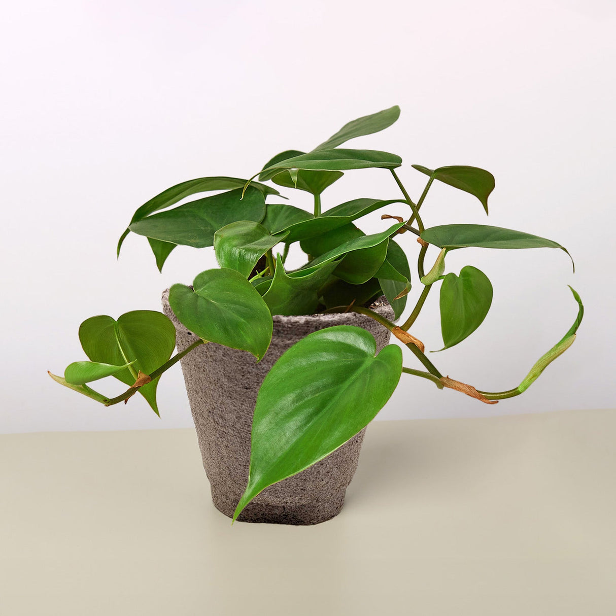 Philodendron Cordatum 'Heartleaf'