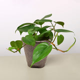 Philodendron Cordatum 'Heartleaf'