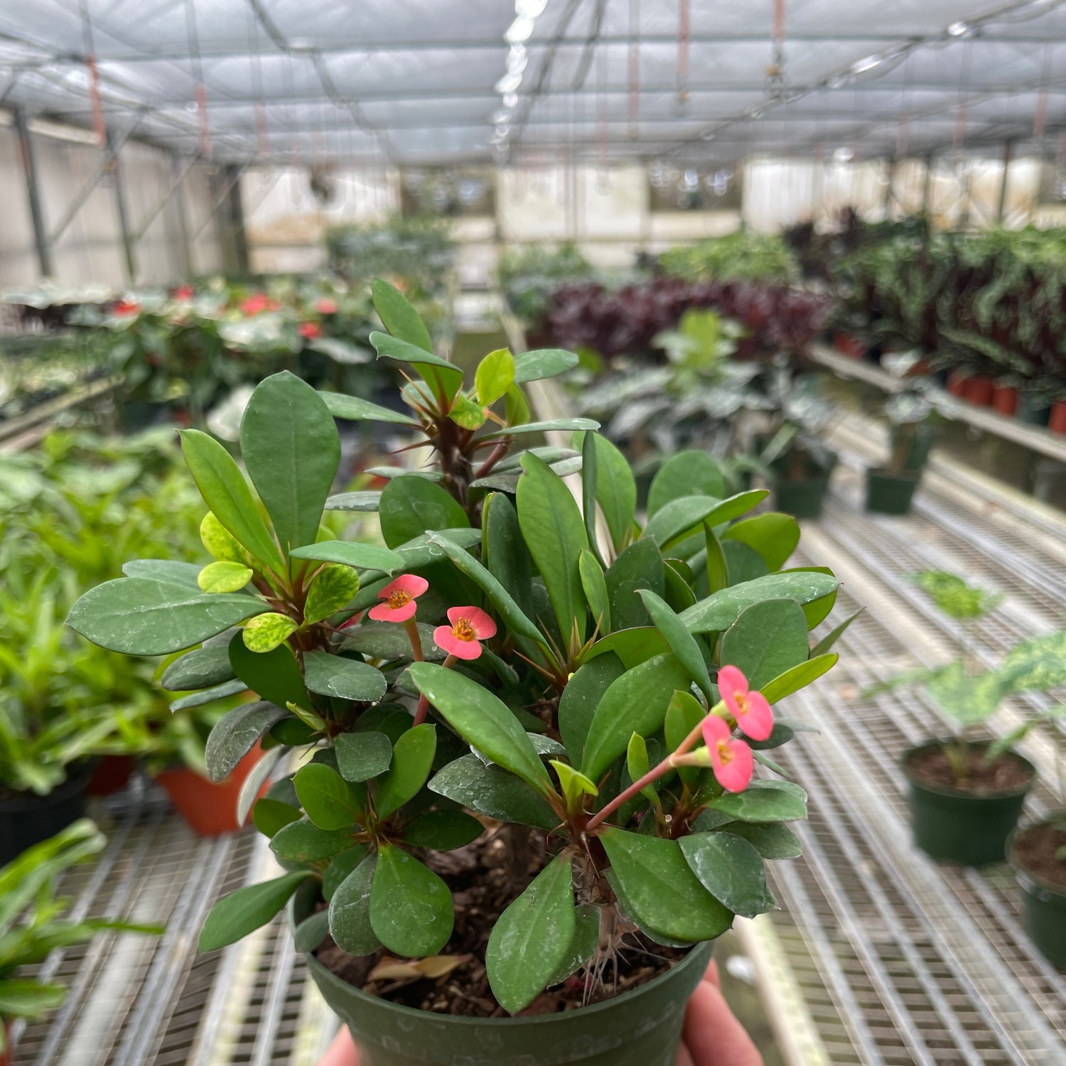 Crown of Thorns