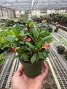 Crown of Thorns