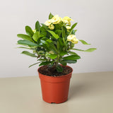 Crown of Thorns