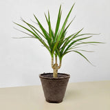 Dracaena 'Marginata Cane'