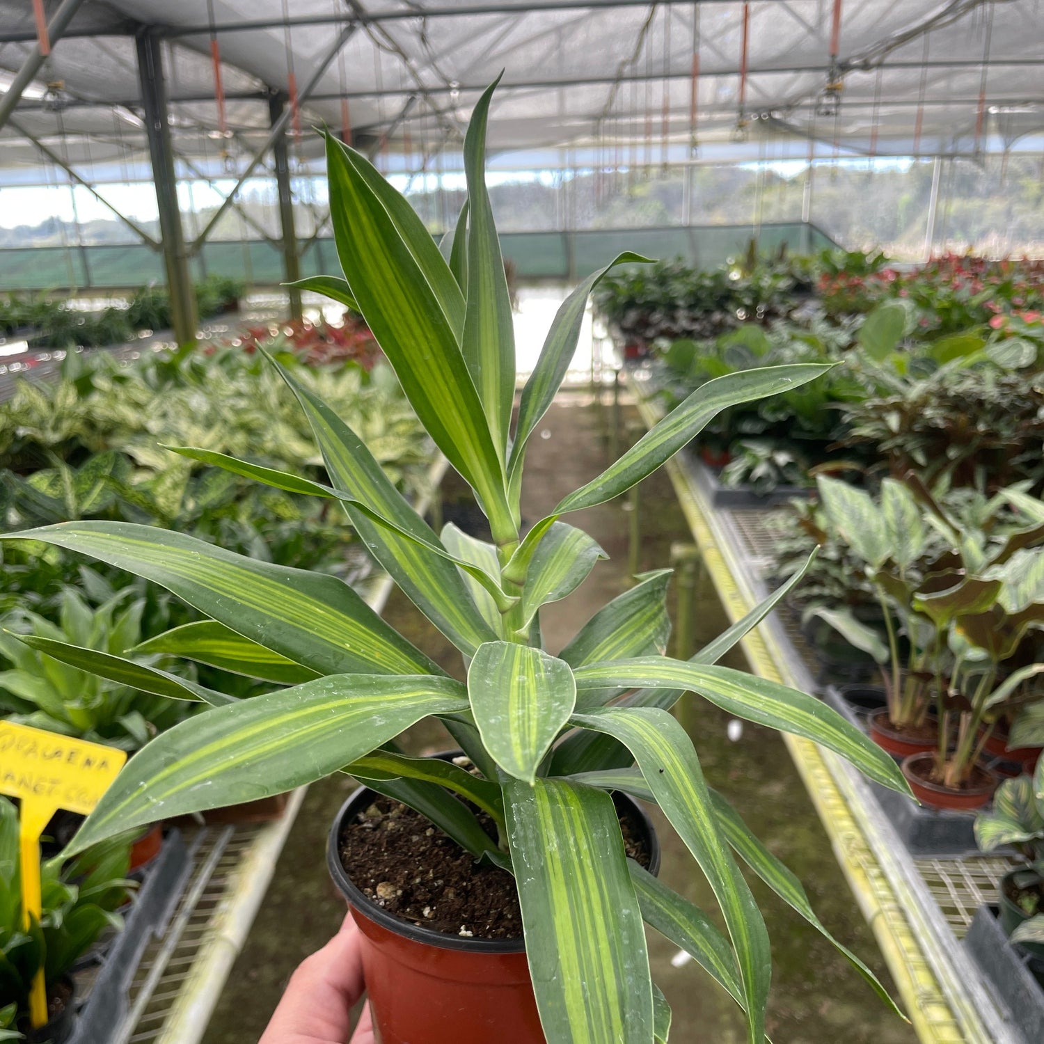 Dracaena 'Song of Jamaica'