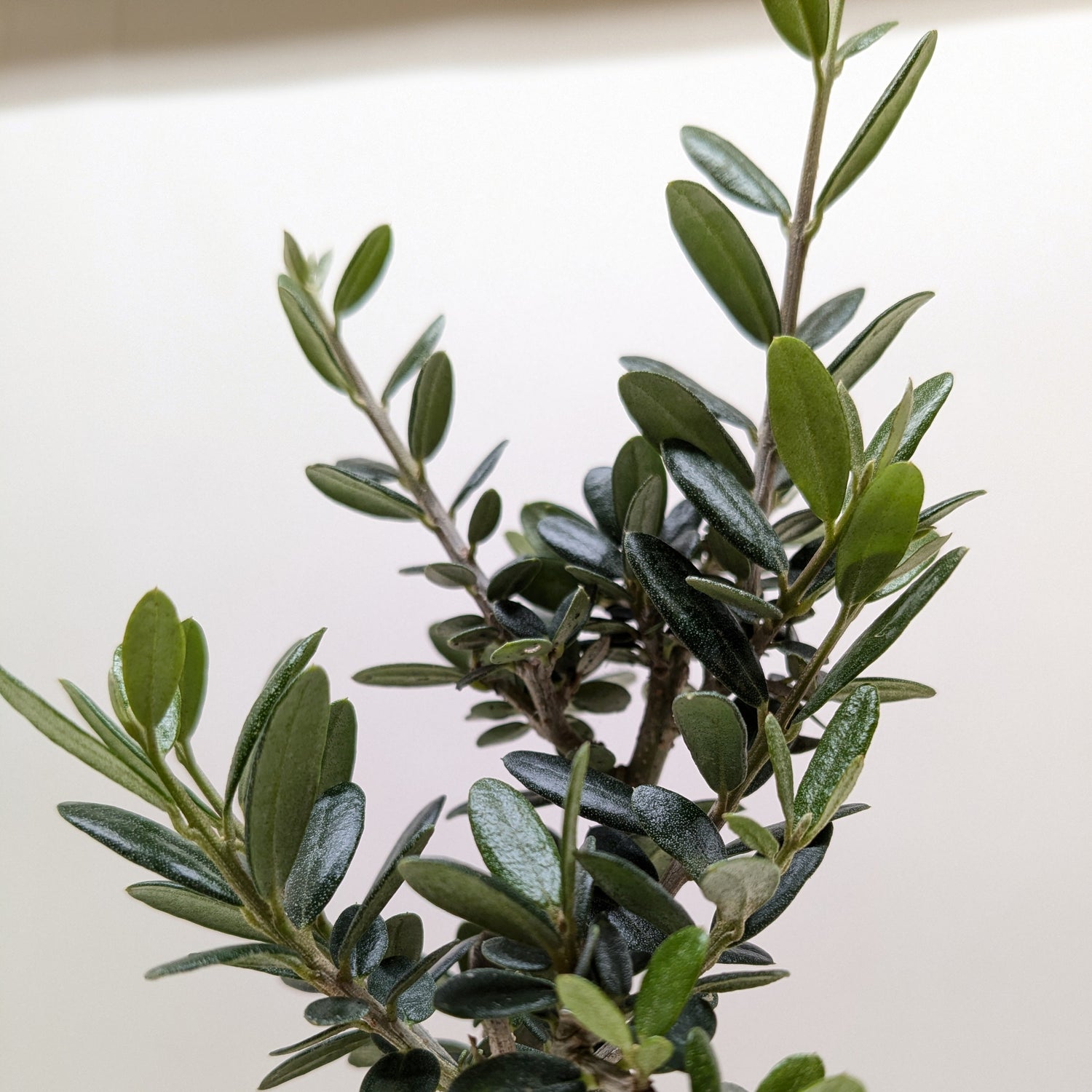 Common Olive Tree (Olea europaea)