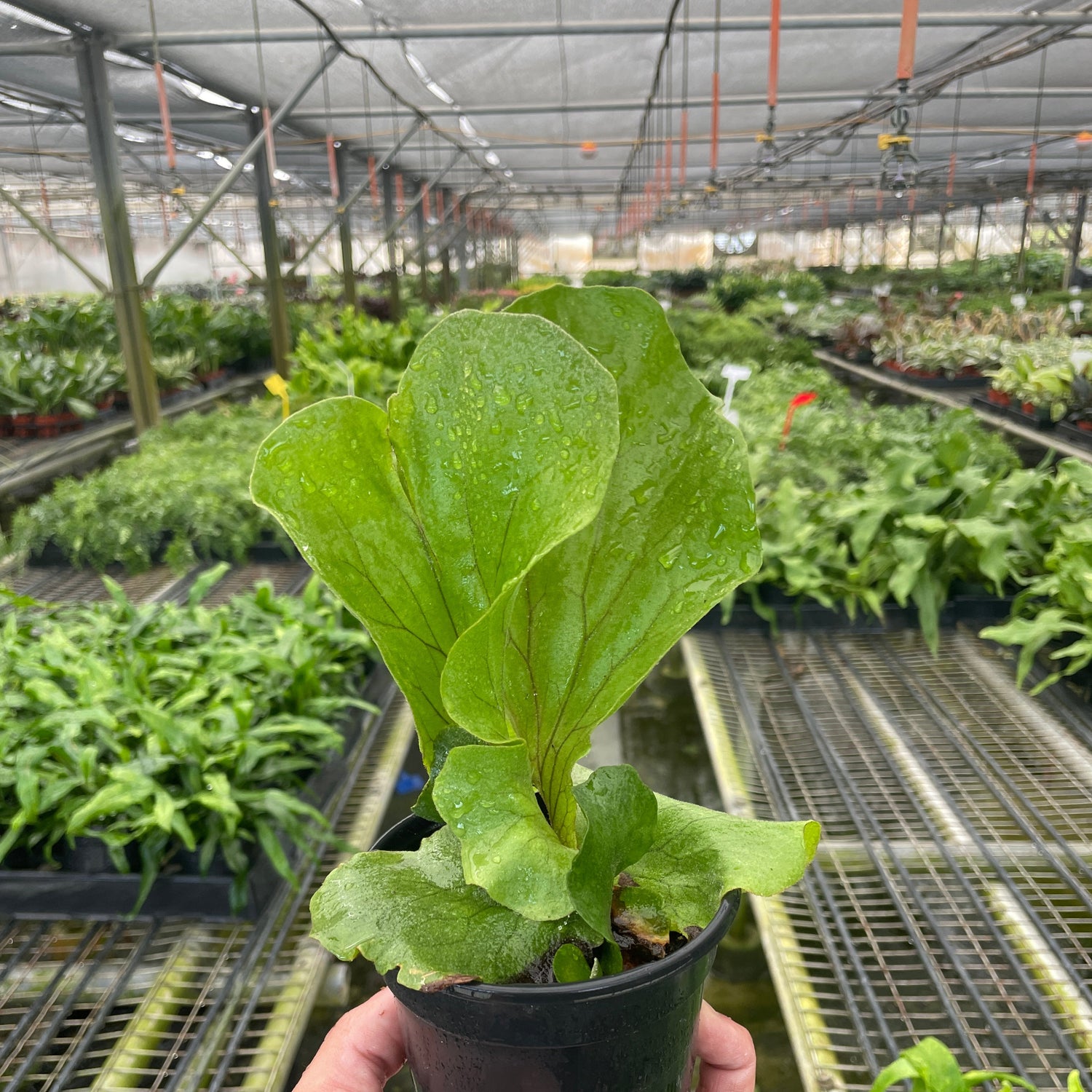 Fern 'Elephant'