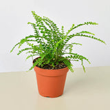 Lemon Button Fern