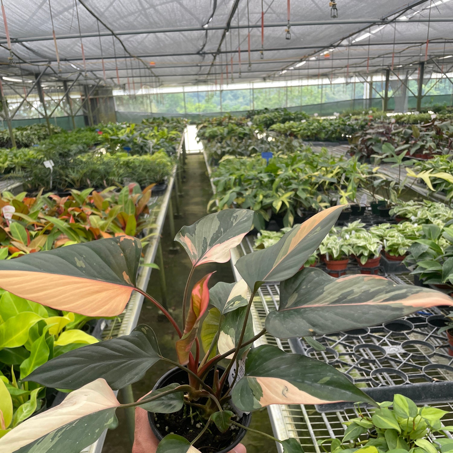 Homalomena Pink Diamond