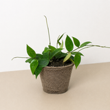 Hoya 'Black Margin'