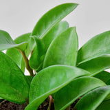 Hoya Carnosa