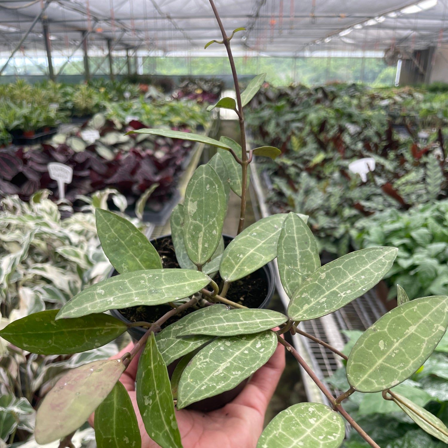Hoya 'Eliptica'