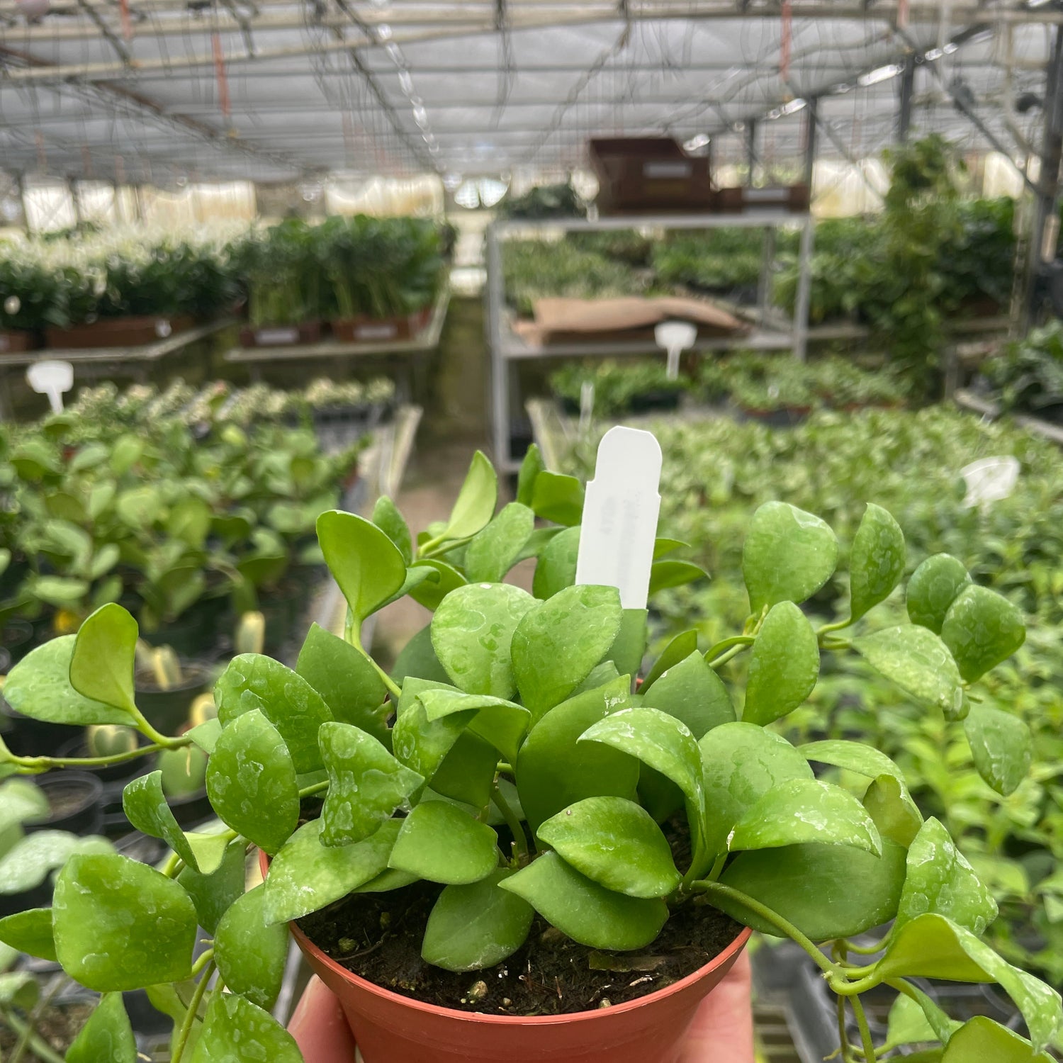 Hoya Heuschkeliana