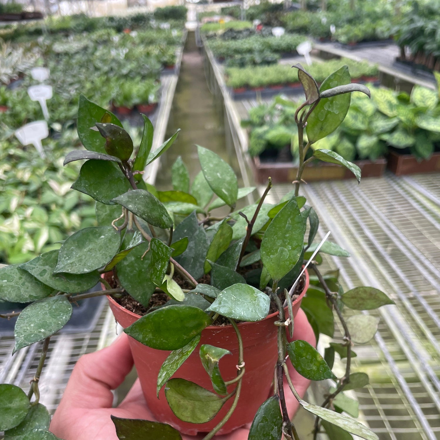 Hoya Krohniana Black