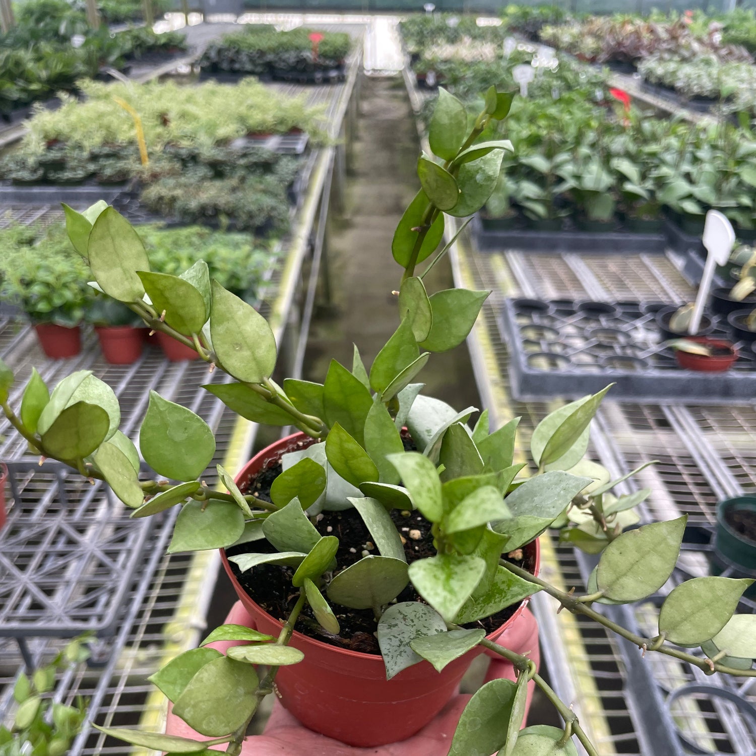 Hoya Krohniana Super Silver