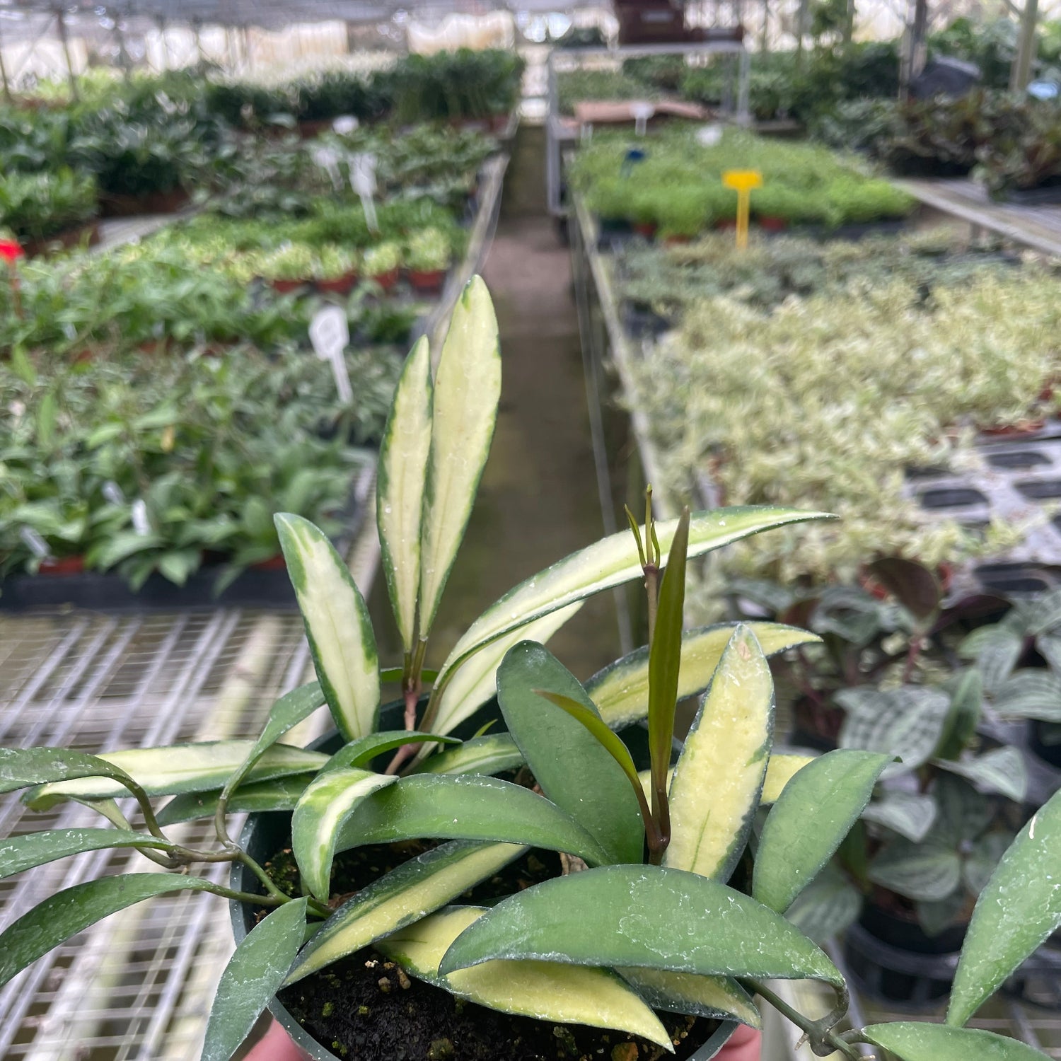 Hoya Wayetii Variegated