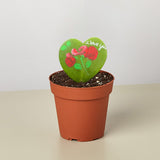 Hoya Heart - "I Love You" Special Painted Hoya