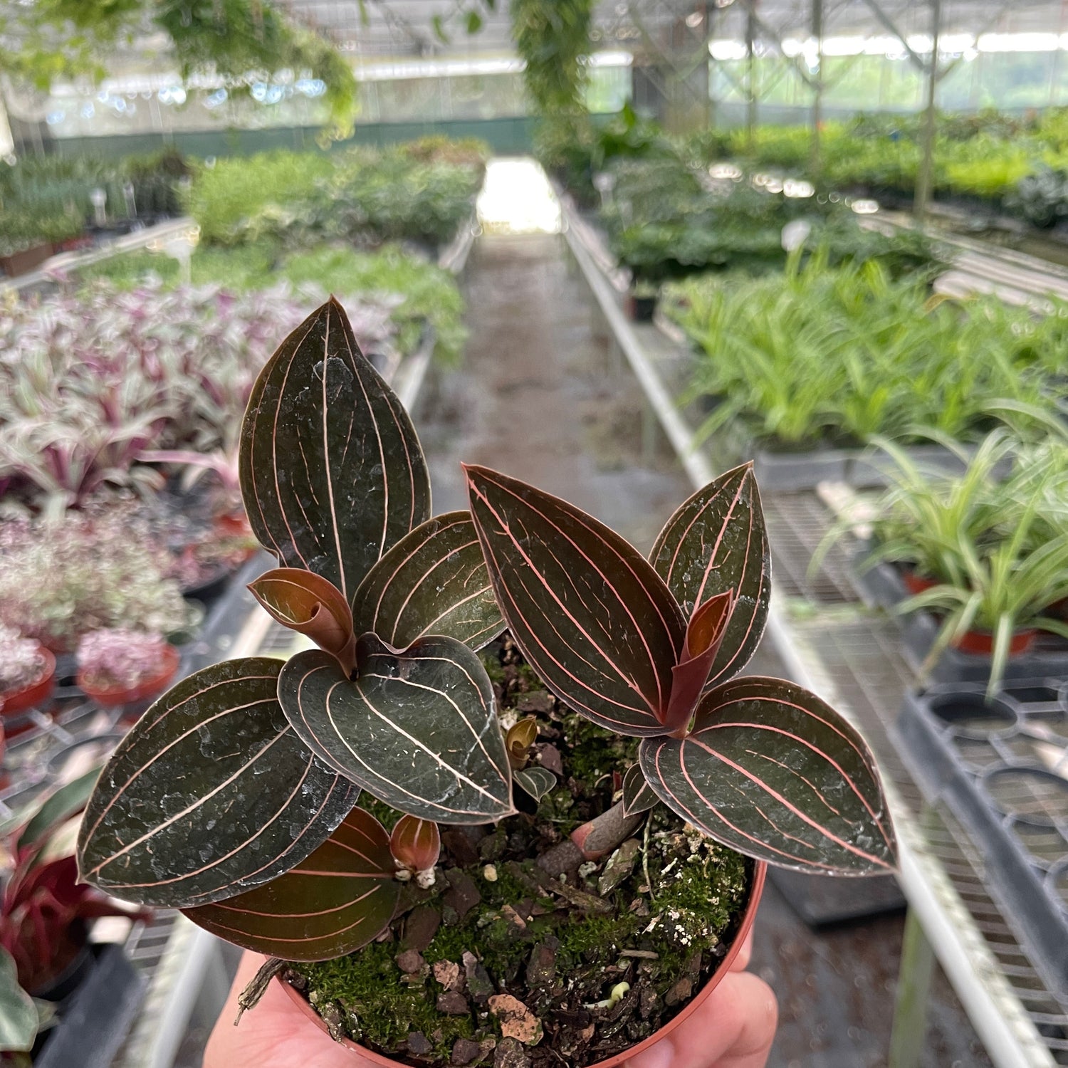 Ludisia Discolor