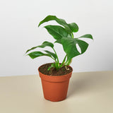 Monstera Bundle