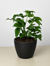 Philodendron Mini Monstera Minima