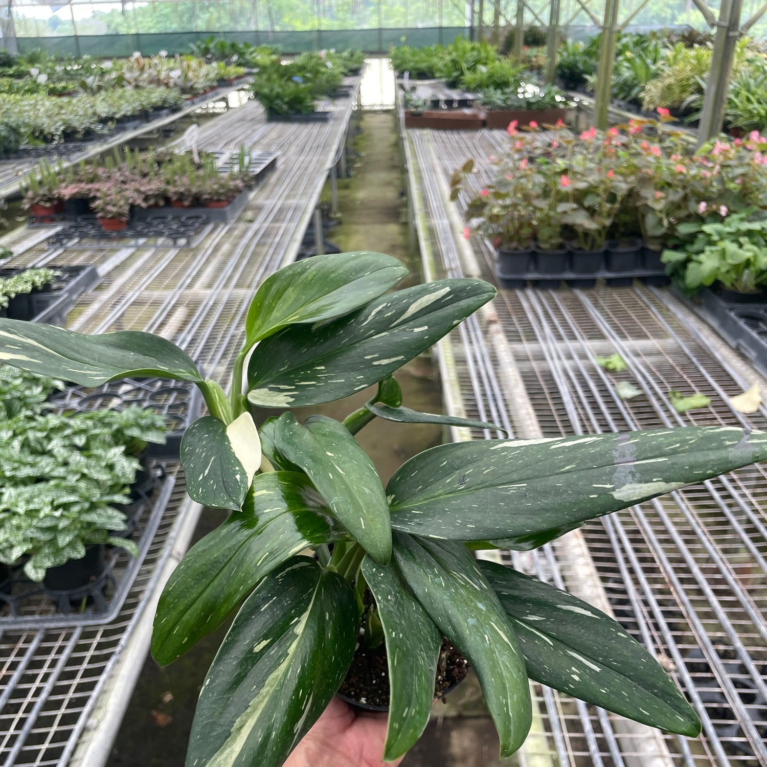 Monstera 'Standeleyana Albo Variegated'
