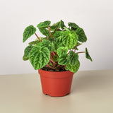 Peperomia 'Ripple'