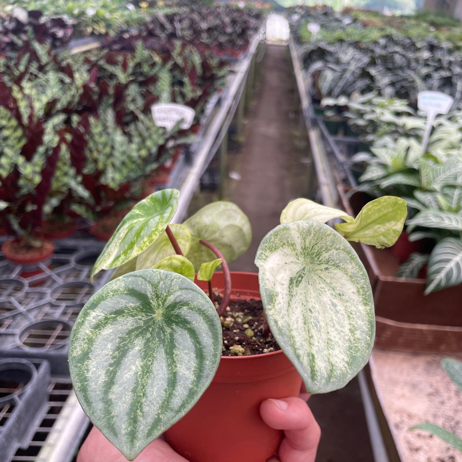 Peperomia 'Watermelon Variegated'