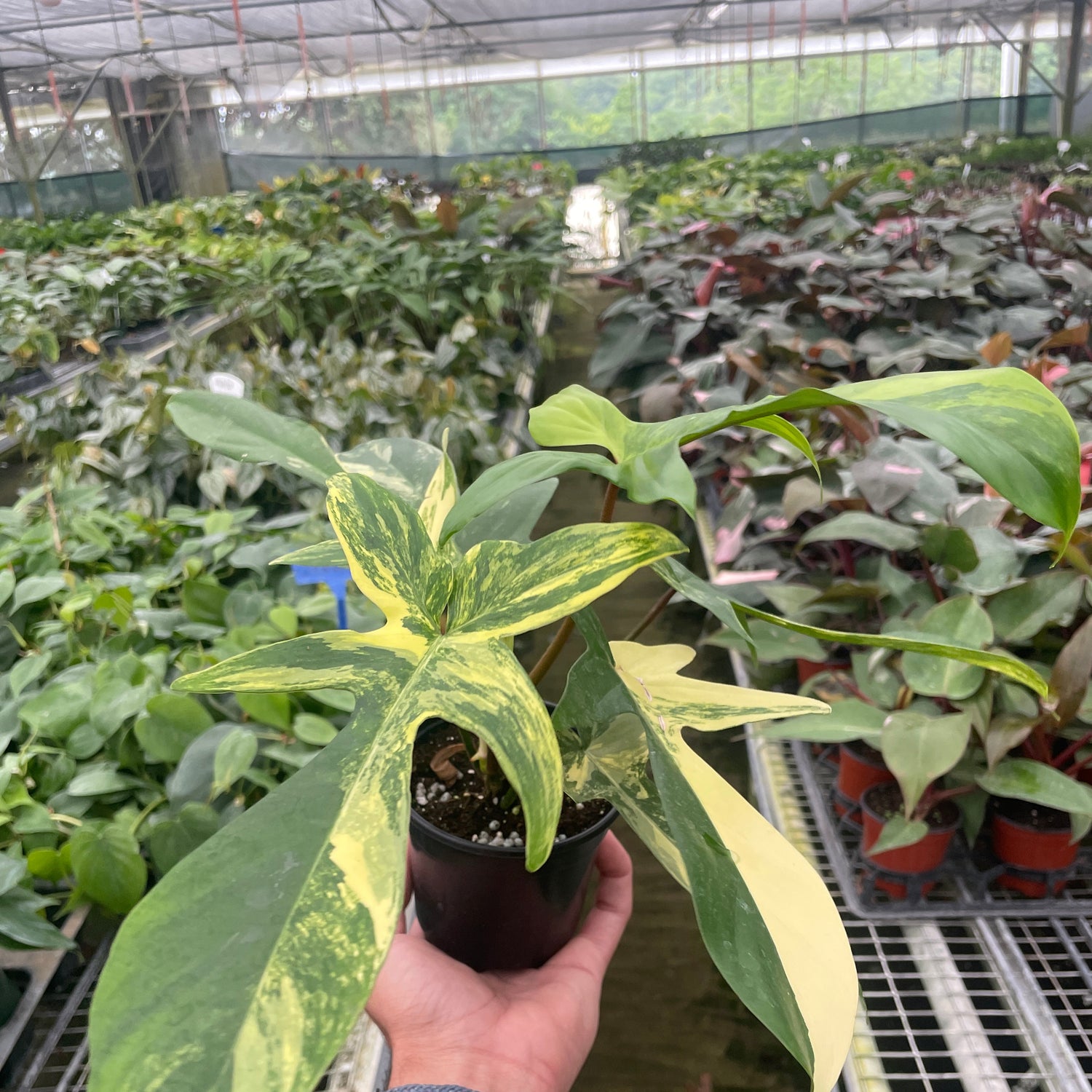 Philodendron Florida Beauty Variegated