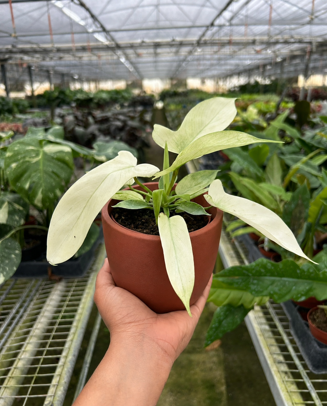 Philodendron 'Florida Ghost'